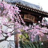 ■太春寺(たいしゅんじ)山門 春の風景