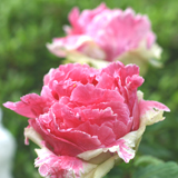 ■季節の花